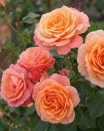 Kletterrose 'Peach Melba'