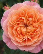 Kletterrose 'Peach Melba' – Bild 2