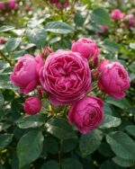 Beetrose 'Pomponella' – Bild 2