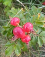 Apfel-Rose Kartoffel-Rose – Bild 2