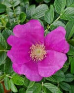 Apfel-Rose Kartoffel-Rose