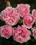 Strauchrose 'Wellenspiel' – Bild 2