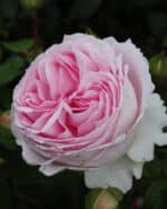 Strauchrose 'Wellenspiel' – Bild 3