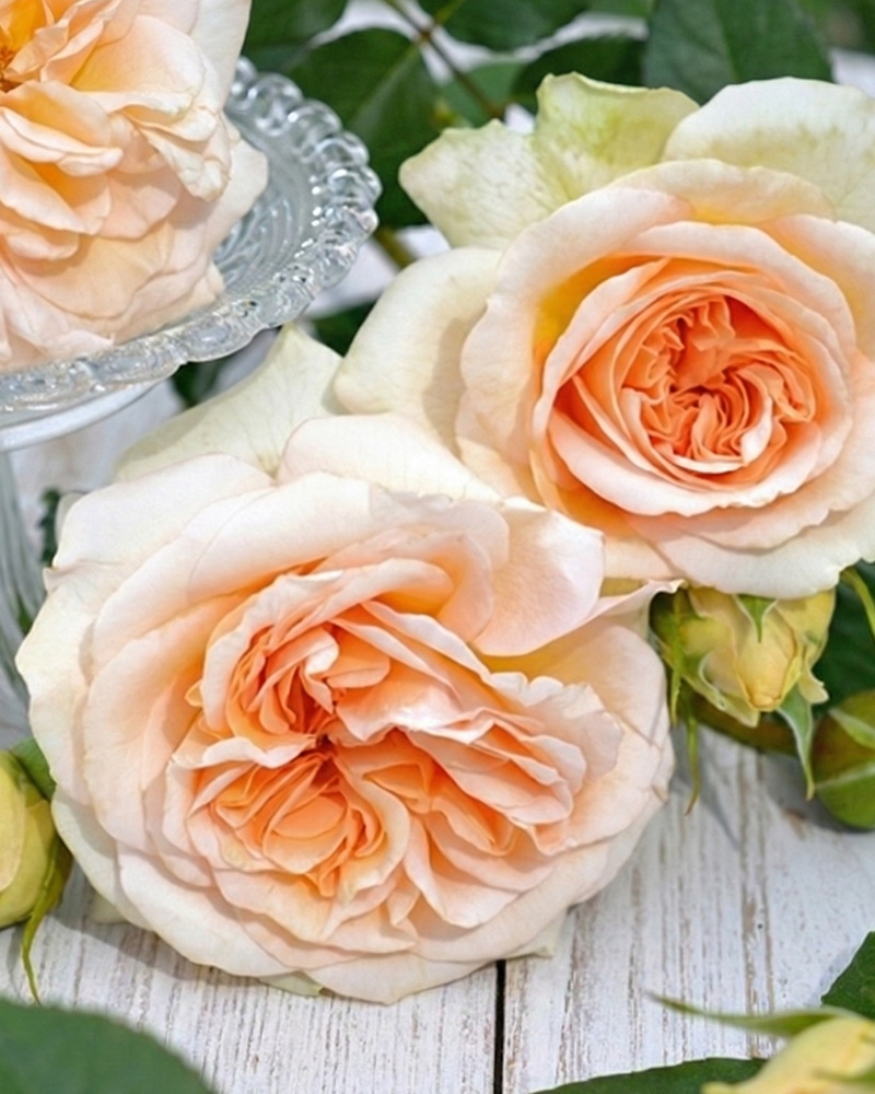 audienz Strauchrose 'Audienz' – Bild 1