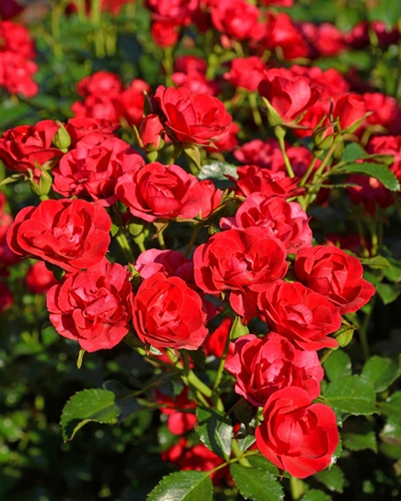 balou Kleinstr./Bodendeckerrose 'Balou' – Bild 1