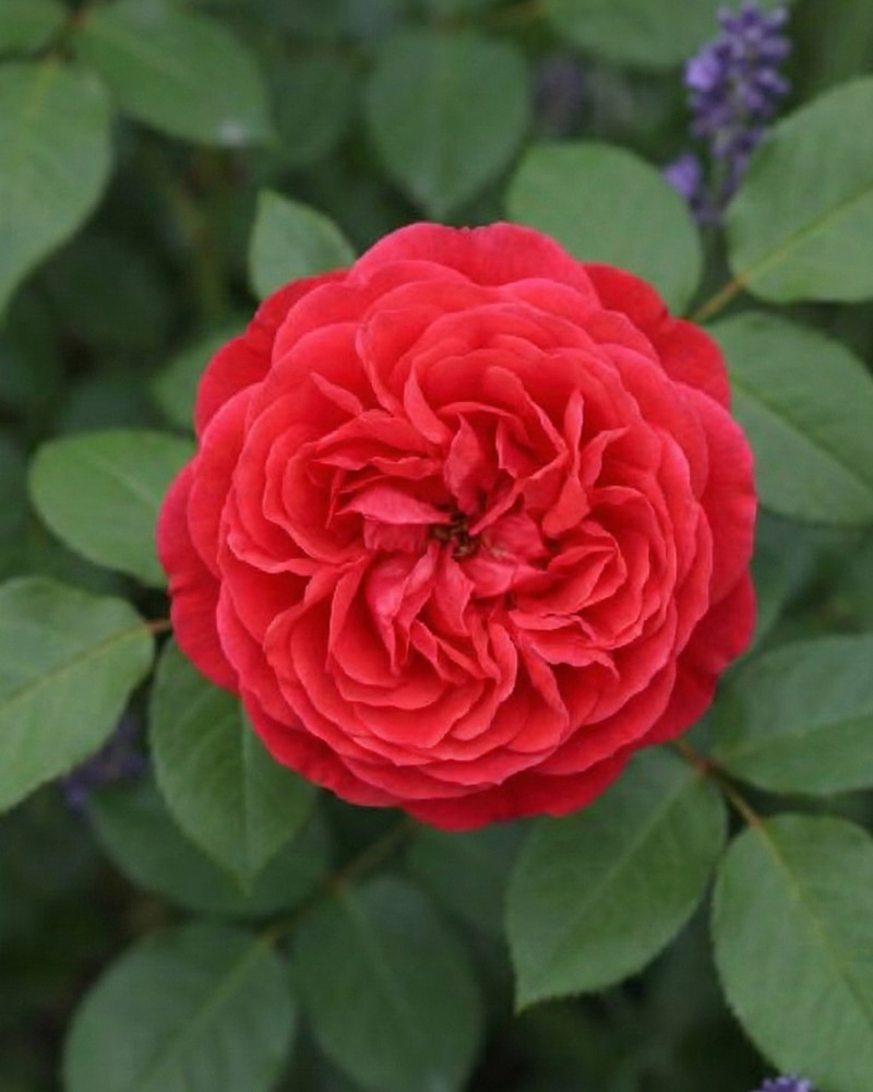 cherrygirl_1 Beetrose 'Cherry Girl' – Bild 1