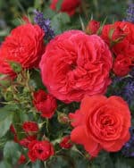 Beetrose 'Cherry Girl' – Bild 2