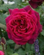 Edelrose 'Gräfin Diana'