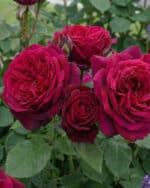 Edelrose 'Gräfin Diana' – Bild 2