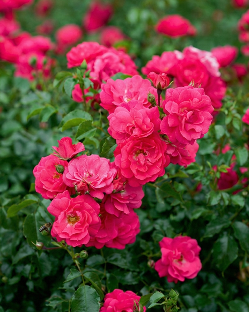 heidetraum Kleinstr./Bodendeckerrose 'Heidetraum' – Bild 1