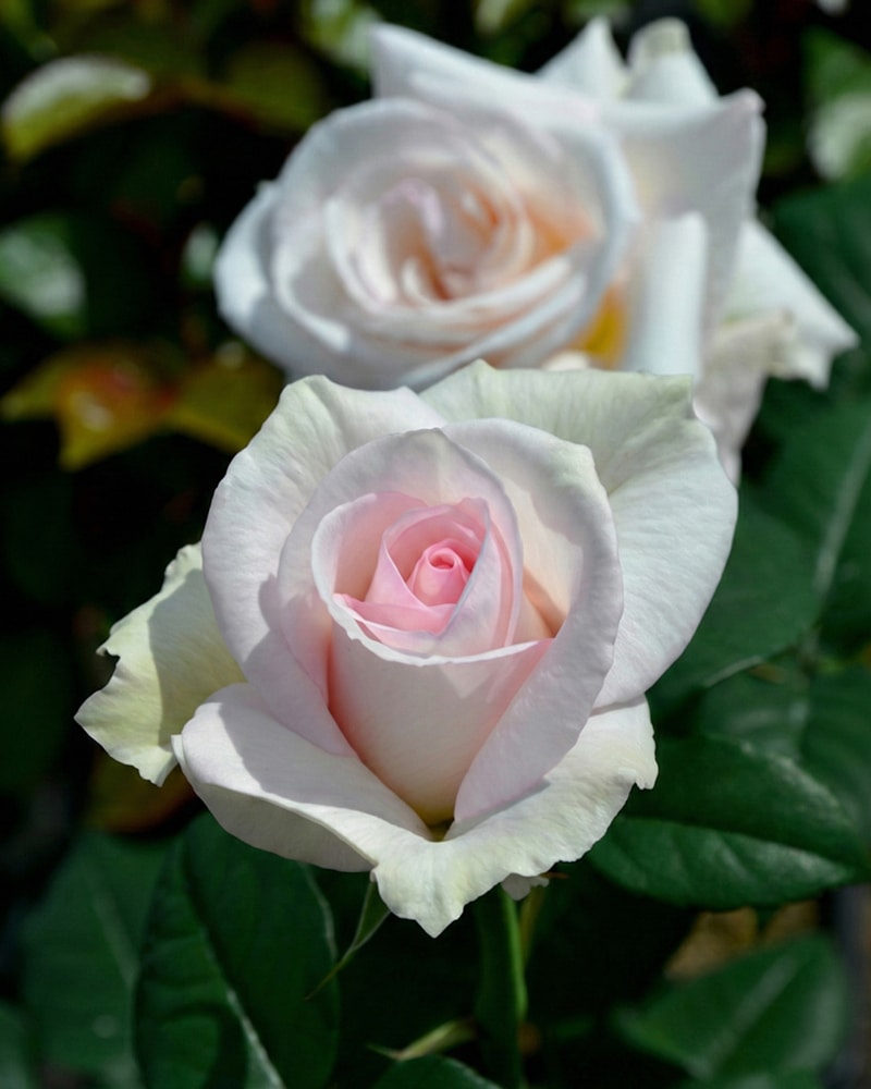 perfectday Edelrose 'A perfect day' – Bild 1