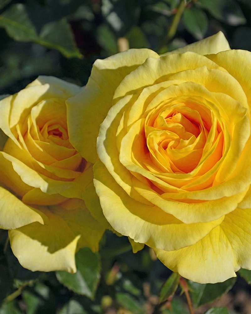 sommergold Kletterrose 'Sommergold' – Bild 1