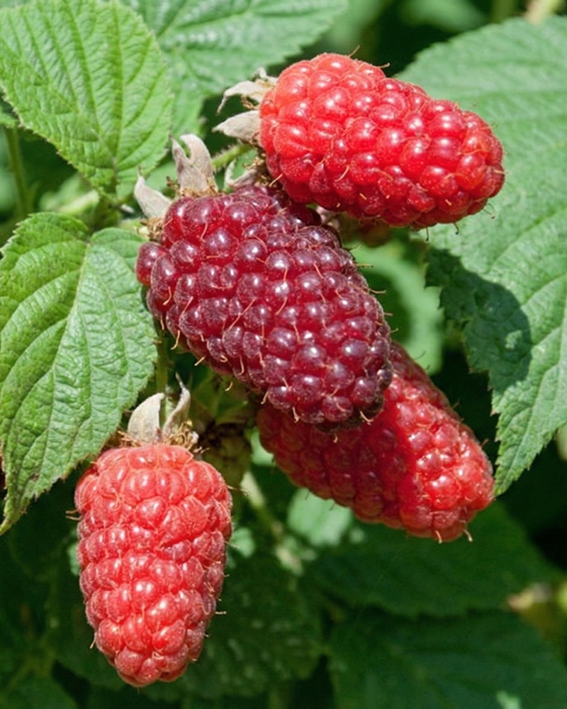 Buckingham_Tayberry Rubus ´Taybeere´ 'Buckingham Tayberry' – Bild 1