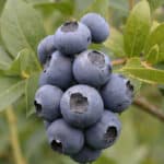 Heidelbeere 'Patriot'