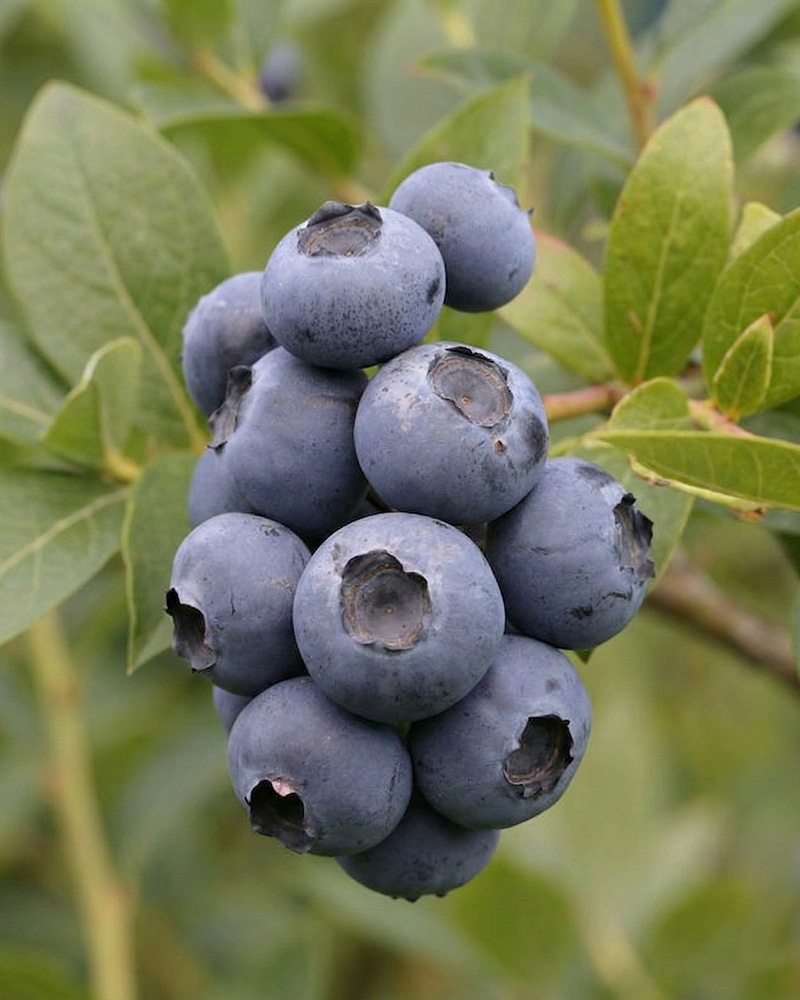 Heidelbeere_Patriot_01 Heidelbeere 'Patriot' – Bild 1