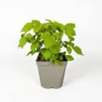 Himbeere 'Abundance' rot Stachellos – Bild 2