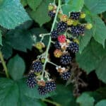 Brombeere 'Thornless Evergreen'