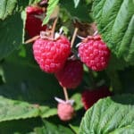 Himbeere 'Abundance' rot Stachellos