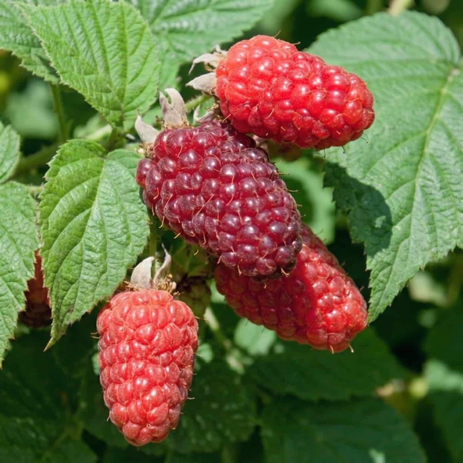 Rubus ´Taybeere´ ‚Buckingham Tayberry‘
